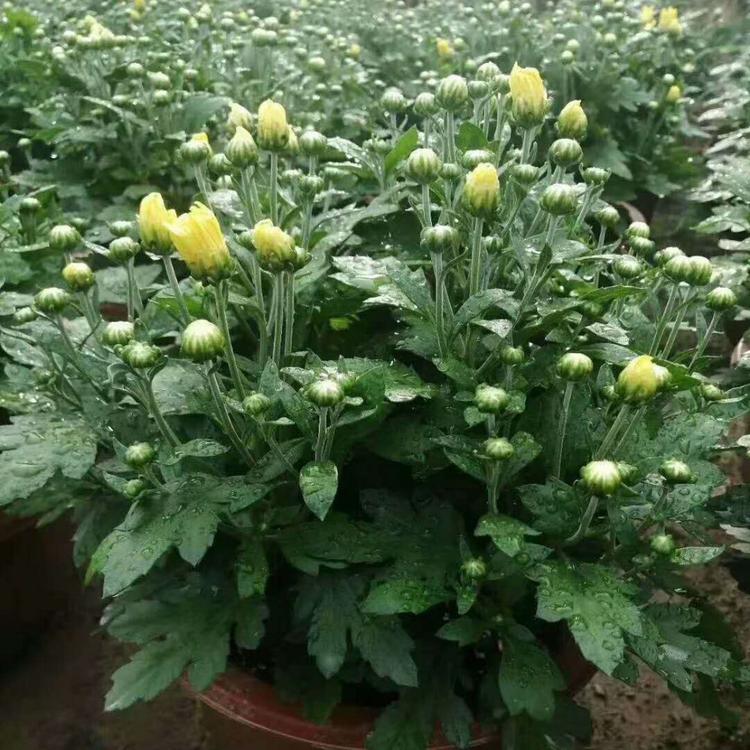 青州国庆菊  绿化菊花    绿化工程苗  国庆菊批发