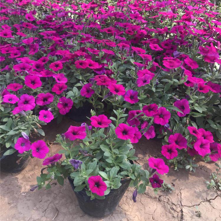 青州矮牵牛培育基地  优质矮牵牛摆放  节日租摆  花卉租摆  小涵花卉