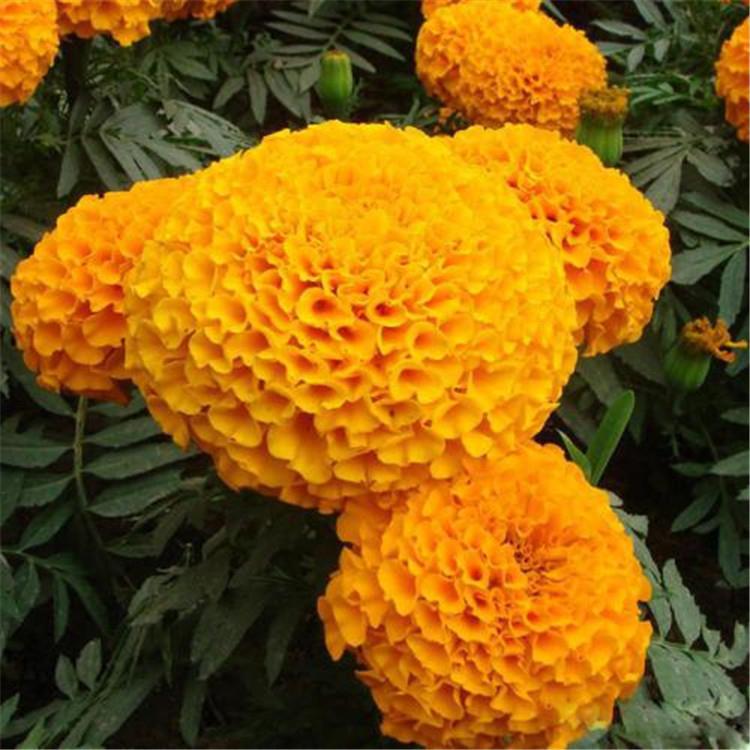 青州万寿菊的价格 花海花卉 万寿菊基地 万寿直销 万寿菊销售