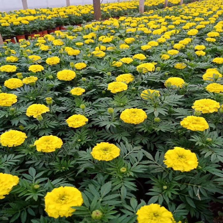 青州万寿菊的价格 花海花卉 万寿菊基地  万寿菊直销  小涵花卉