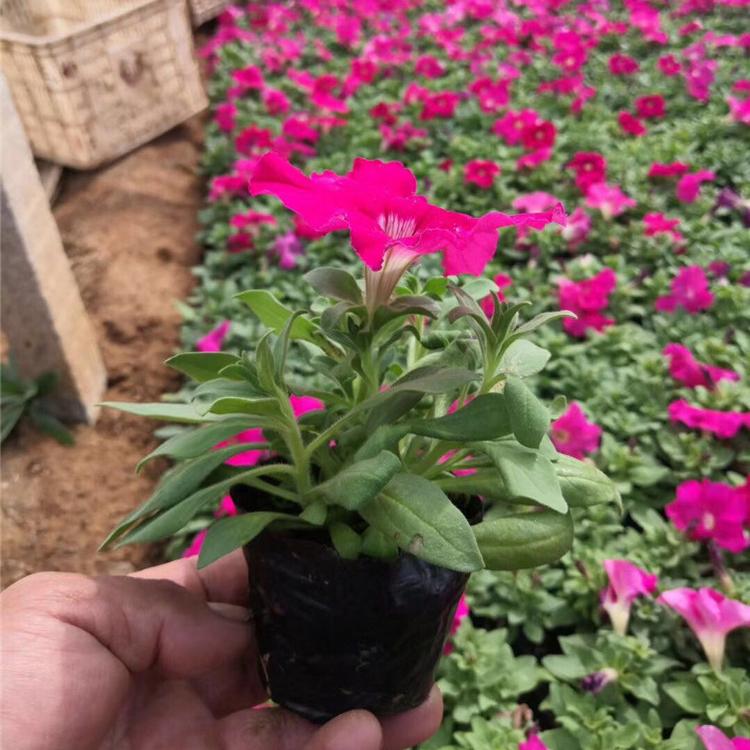 青州矮牵牛培育基地  优质矮牵牛摆放  节日花卉造型  花卉租摆  小涵花卉