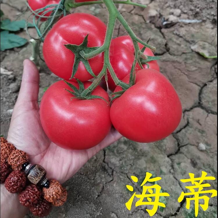 坐果高西红柿苗直销发货  西红柿苗直销发货