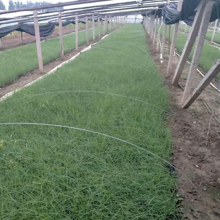 山东草花基地供应粉黛乱子草  粉黛乱子草种植基地供应