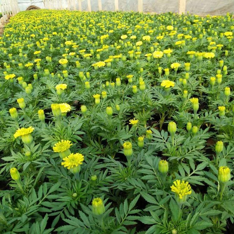 孔雀草小苗  观赏盆栽  孔雀草供应商--惠博花卉