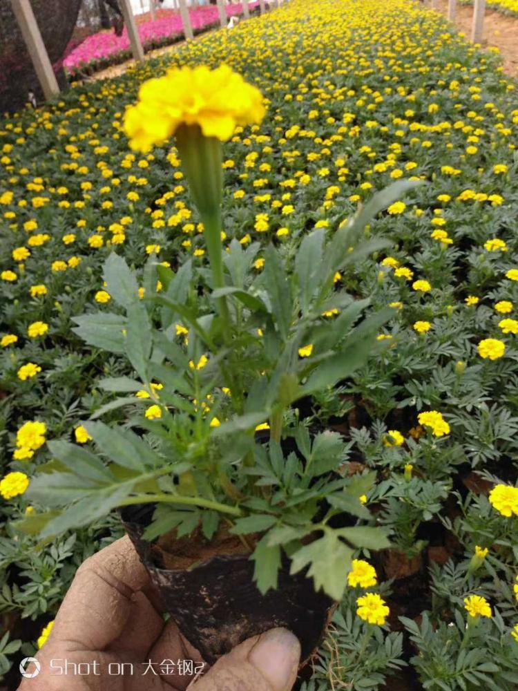 孔雀草盆栽  观赏盆栽  孔雀草批发山东基地直发