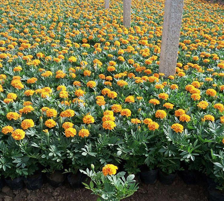出售孔雀草  时令花卉  孔雀草报价大量供应