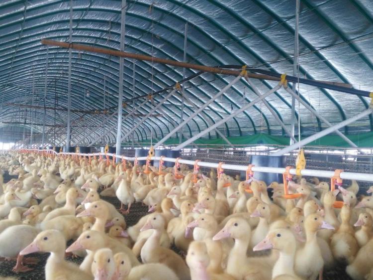 厂家直供高质量的肉鸭大棚  肉鸡 蛋鸡养殖大棚 养猪大棚建设