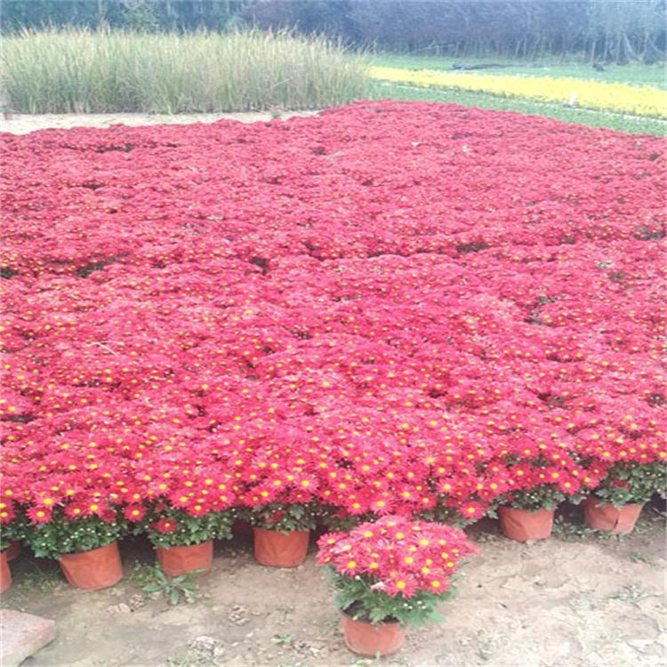 山东国庆菊 国庆菊花苗 量大从优