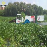 广东全自动水葫芦打捞船  水草收割船 水域清洁船
