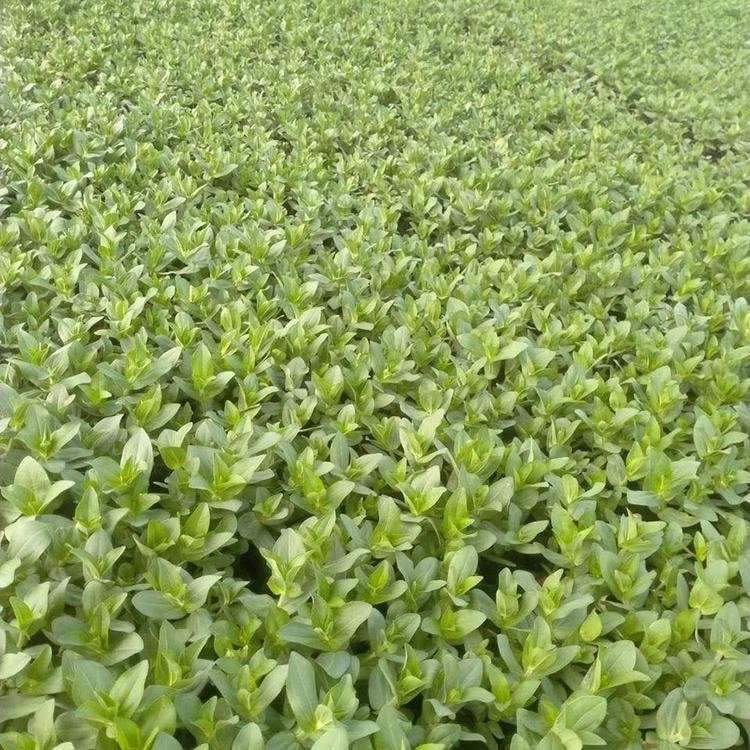 租摆花卉百日草  百日草盆栽  百日草种植基地
