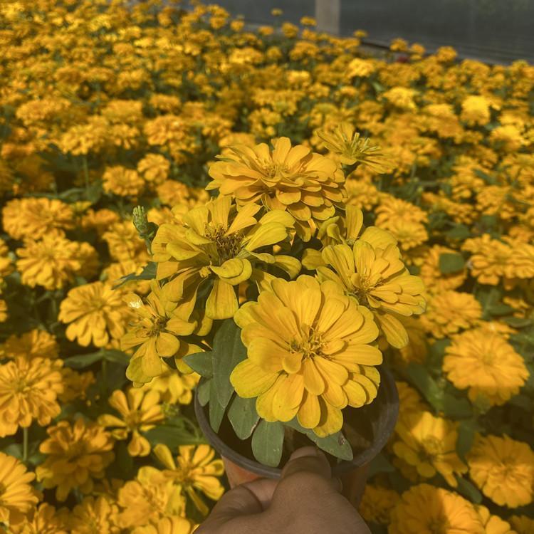 订购报价百日草  国庆草花百日草  百日草种植基地