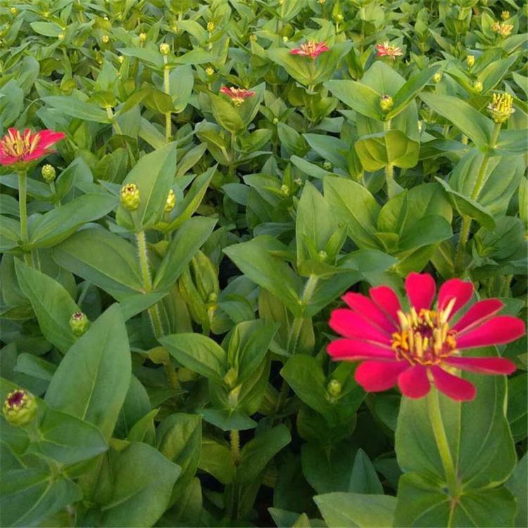 出售百日草  百日草种植基地大量供应  百日草报价