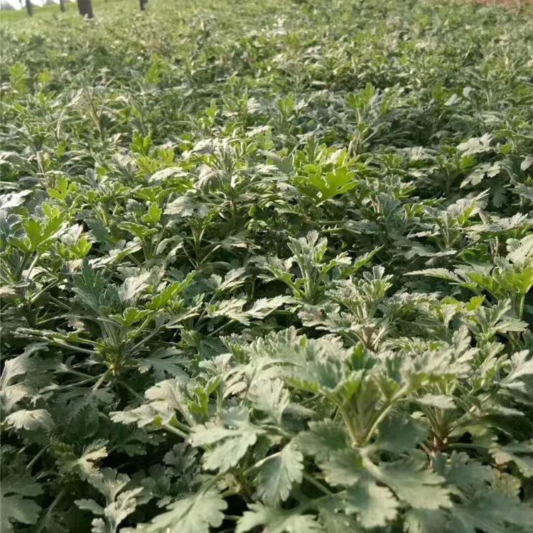花坛点缀地被菊 地被菊种植基地  地被菊小苗