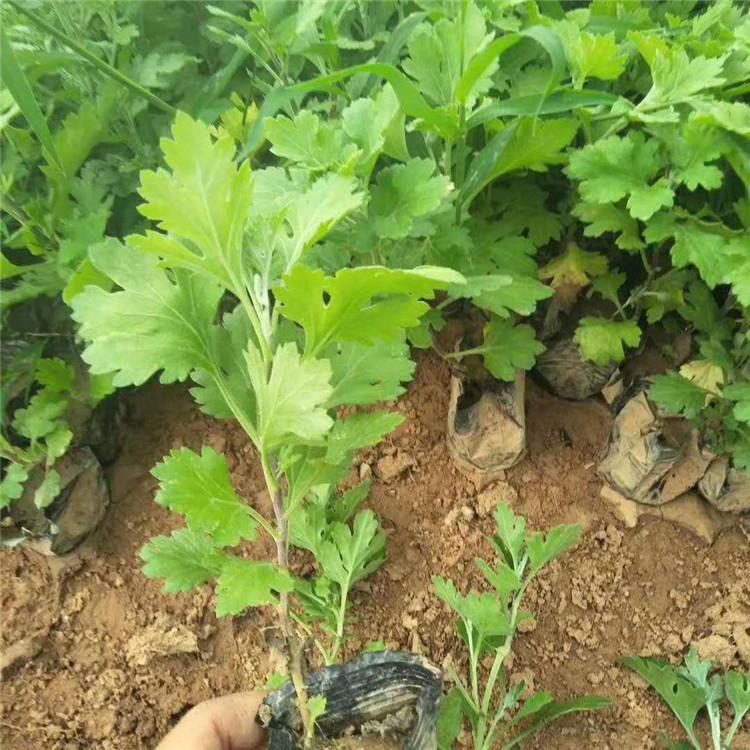 花坛点缀地被菊 地被菊供应商 花型繁复 观赏性好