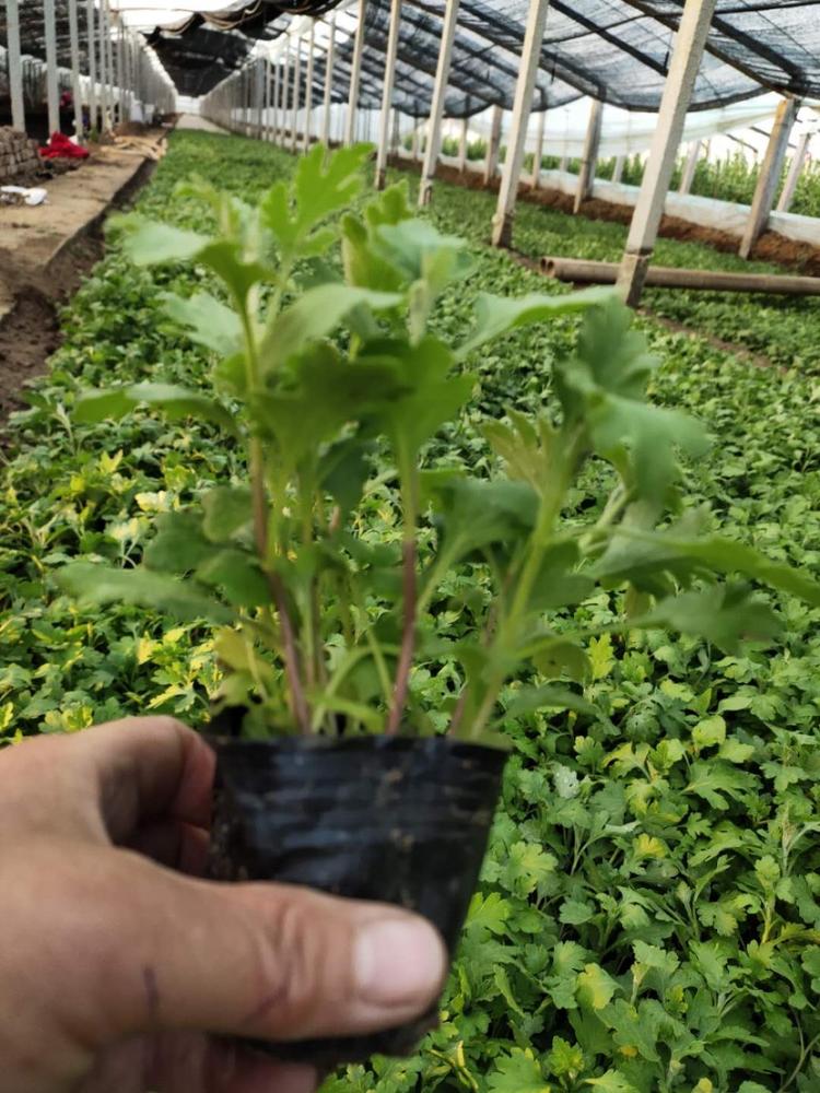 花卉租摆地被菊 地被菊供应商  大量批发地被菊