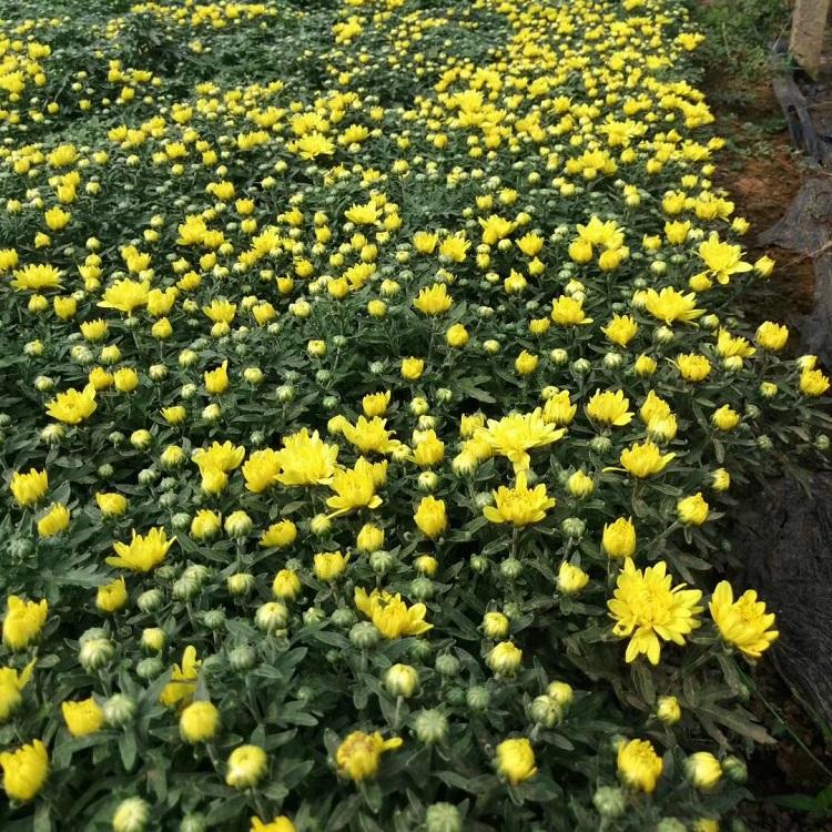 青州国庆菊  节日租摆  小涵花卉   花卉造型   绿化工程苗  国庆菊批发