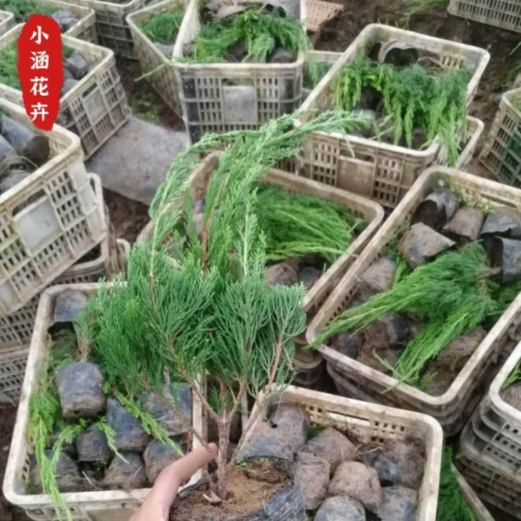 小龙柏产地直销  优质小龙柏  绿化苗木工程苗  绿篱  小涵花卉