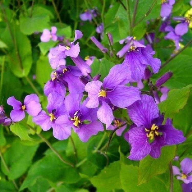 优质二月兰基地直销  二月兰批发  诸葛菜价格   青州花卉  小涵花卉