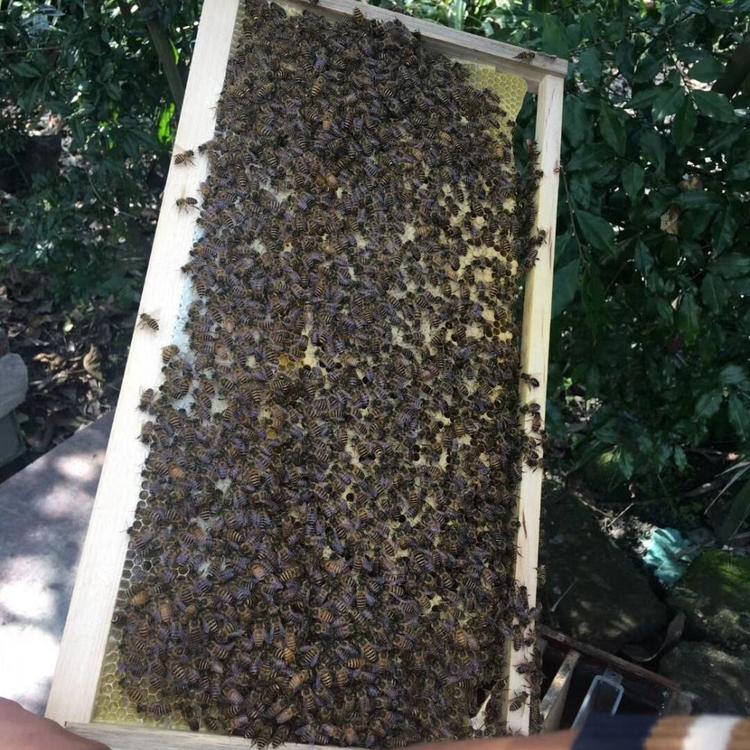 蜜蜂批发_蜂农技术指导 蜜蜂价格