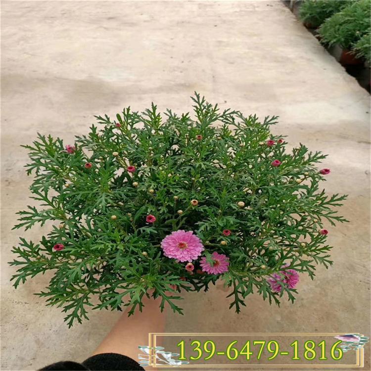 室内花卉租摆玛格丽特 木春菊 木茼蒿 市政绿化地被植物