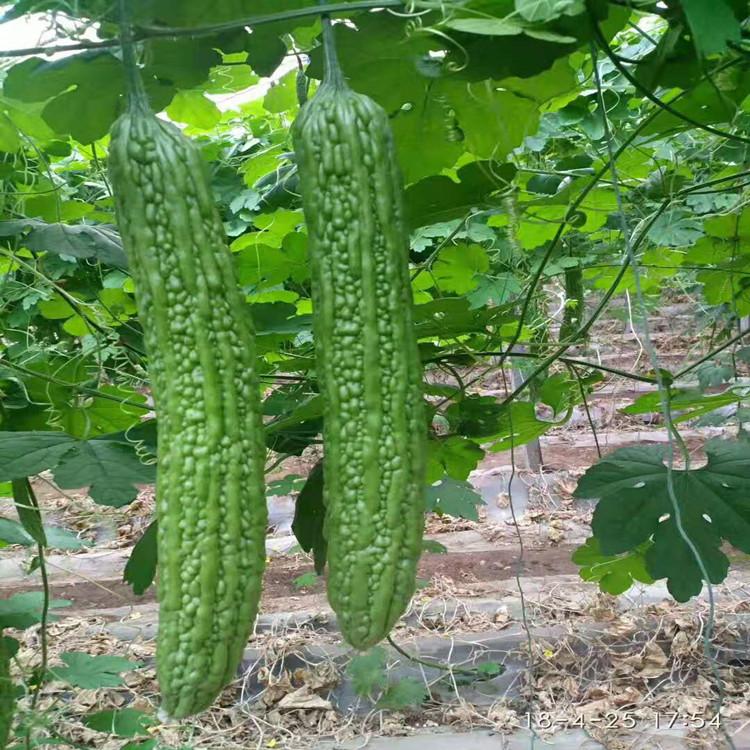 常年销售苦瓜苗种植基地供应销售   常年销售苦瓜苗