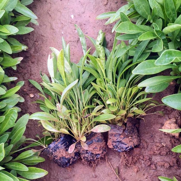 【启景花卉】金鸡菊 批发金鸡菊 金鸡菊花苗种植基地