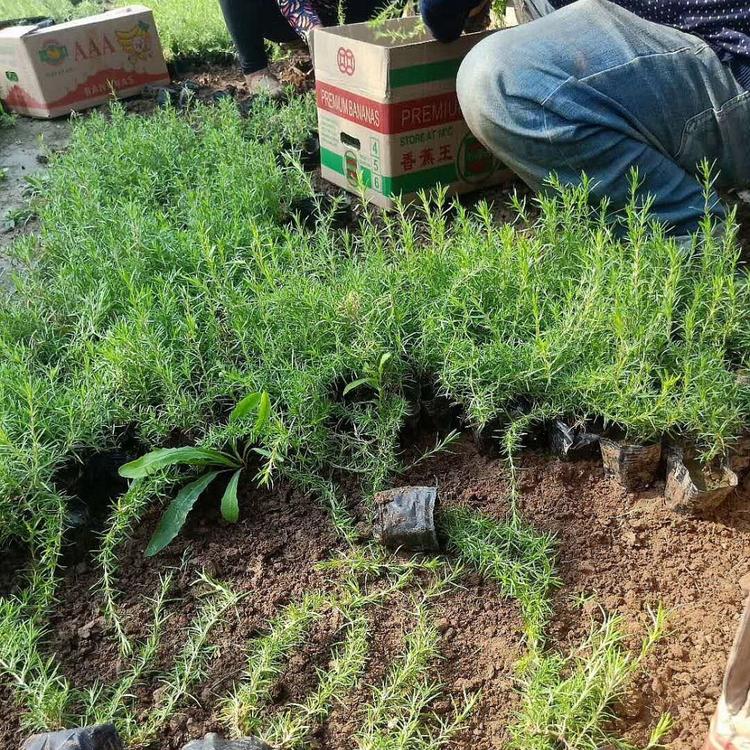 启景基地直销福禄考小苗 开花福禄考 福禄考价格