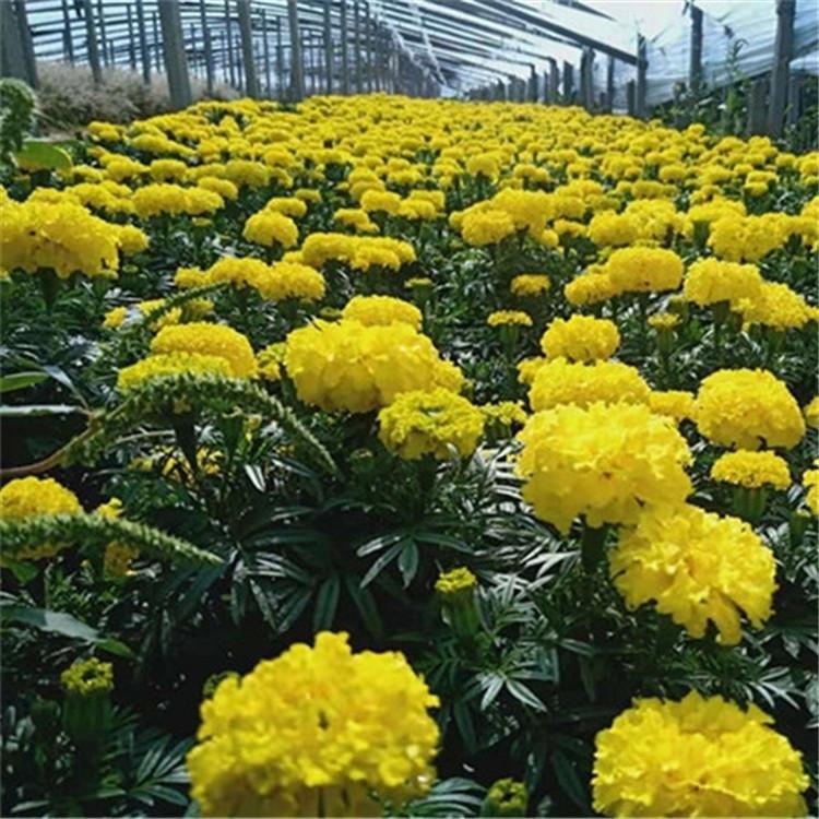 时令花卉供应万寿菊  万寿菊报价 万寿菊基地批发大量供应