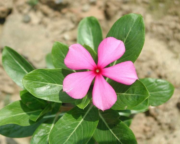 园林花坛植物  长春花出售  长春花种植基地  欢迎垂询