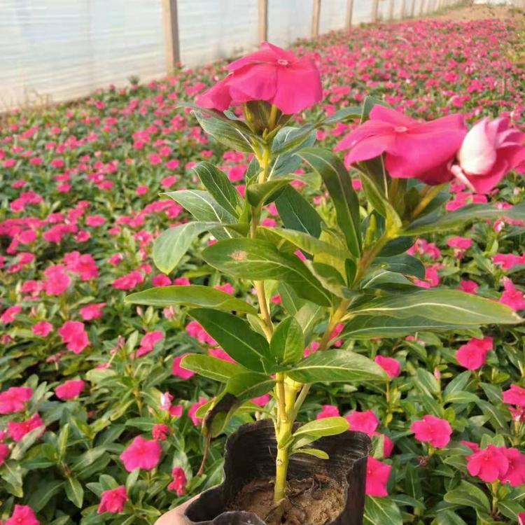 草花租摆长春花  长春花报价  长春花种植基地  欢迎垂询