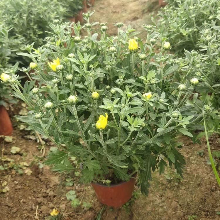 花卉租摆国庆菊  国庆菊价格  国庆菊绿化工程苗