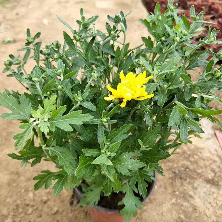 街道租摆用国庆菊盆栽批发   国庆菊预购   大量供应