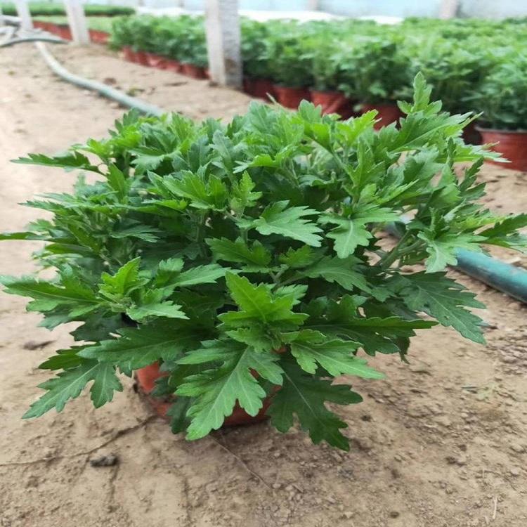 十月一国庆菊   国庆菊绿化   大量供应