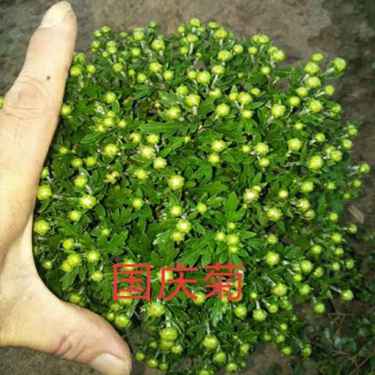 十月一摆租   国庆菊盆栽   大量供应
