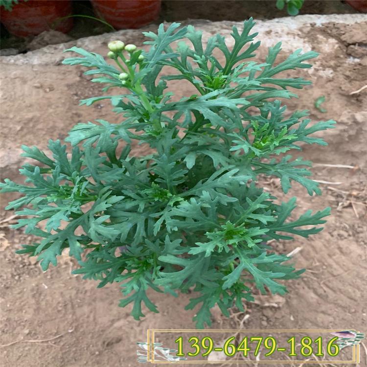 批发销售茼蒿菊种子 木春菊草本植物 室内盆栽玛格丽特种苗花色清雅
