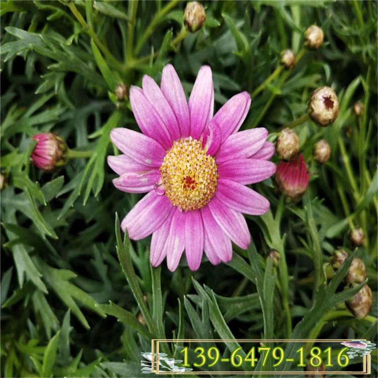 山东基地种植小苗玛格丽特花苗木 茼蒿菊花苗 租摆盆栽绿植