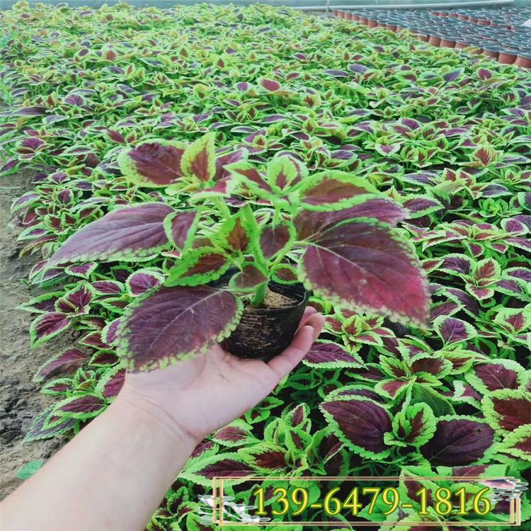 室内花卉租摆彩叶草 时令草花彩叶草报价 彩叶草园林应用