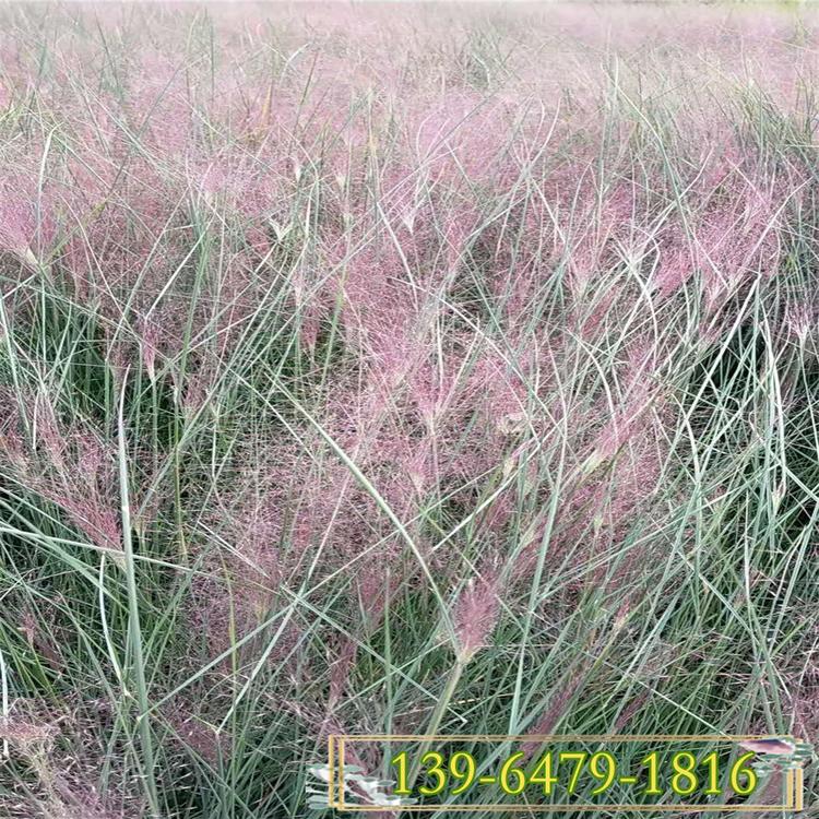 粉黛乱子草 多年生草本粉黛乱子草盆苗 山东观赏草