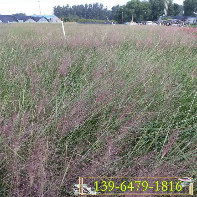 山东观赏草 耐寒粉黛乱子草小苗价格 粉黛乱子草营养钵苗批发基地