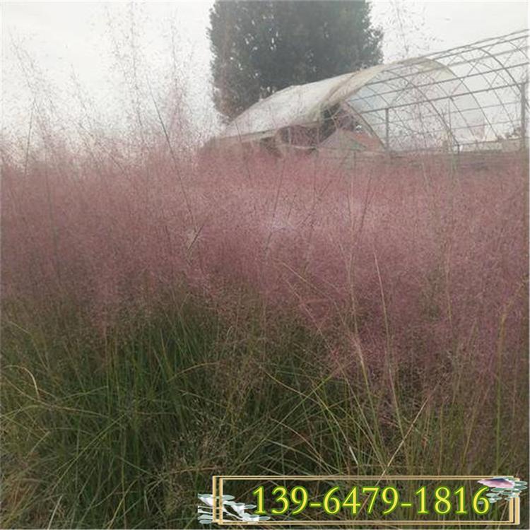 山东观赏草 耐寒粉黛乱子草小苗价格 毛芒乱子草营养钵苗批发基地