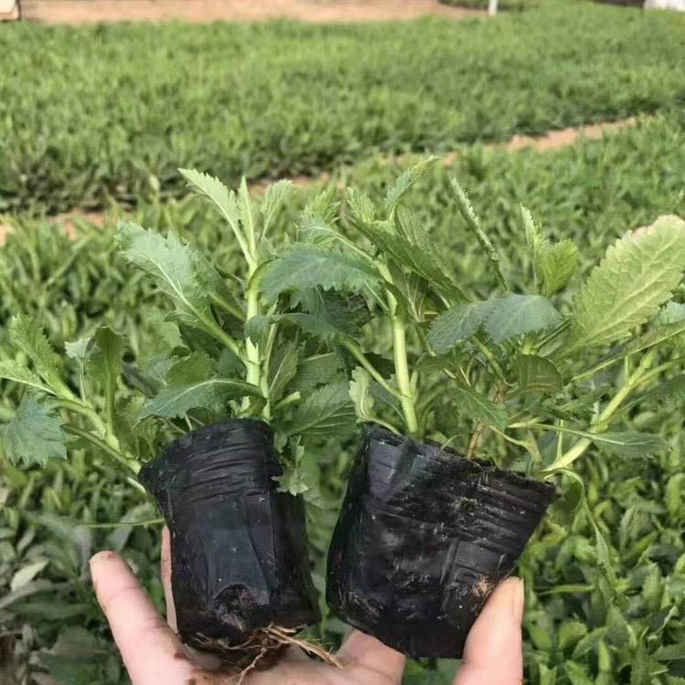 大量供应柳叶马鞭草 马鞭草小苗 宿根柳叶马鞭草直销基地