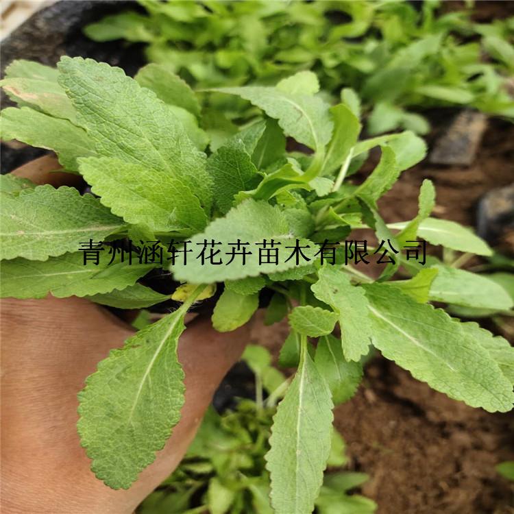 地被鼠尾草     鼠尾草小苗批发商