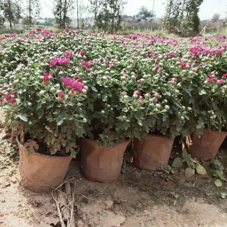 山东国庆菊   国庆菊价格  国庆菊基地