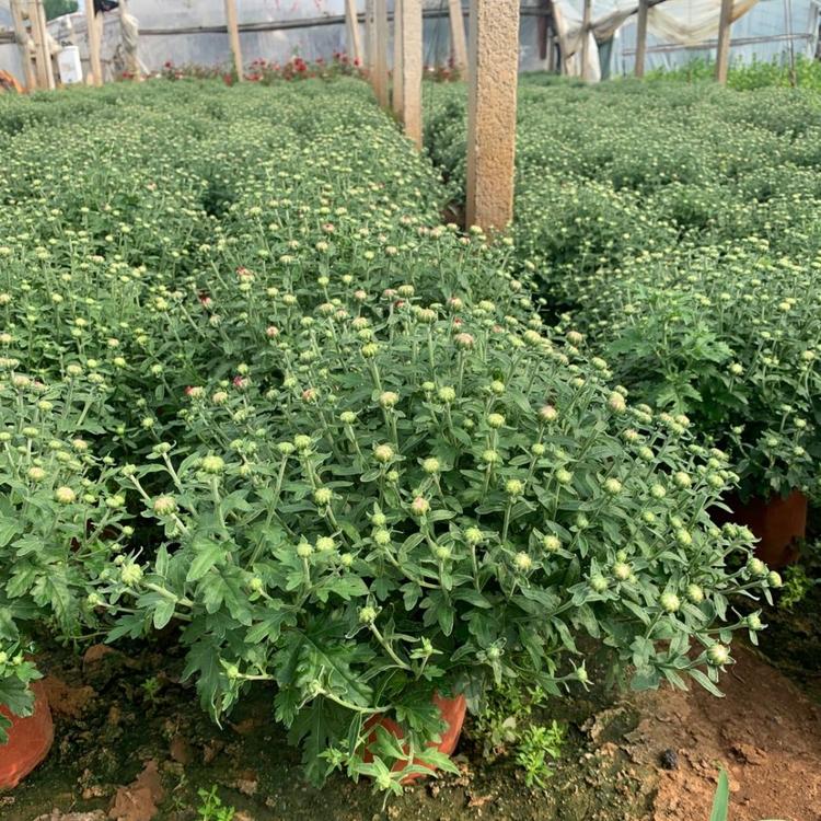 北京国庆菊  国庆菊基地   翠菊批发  草花地被