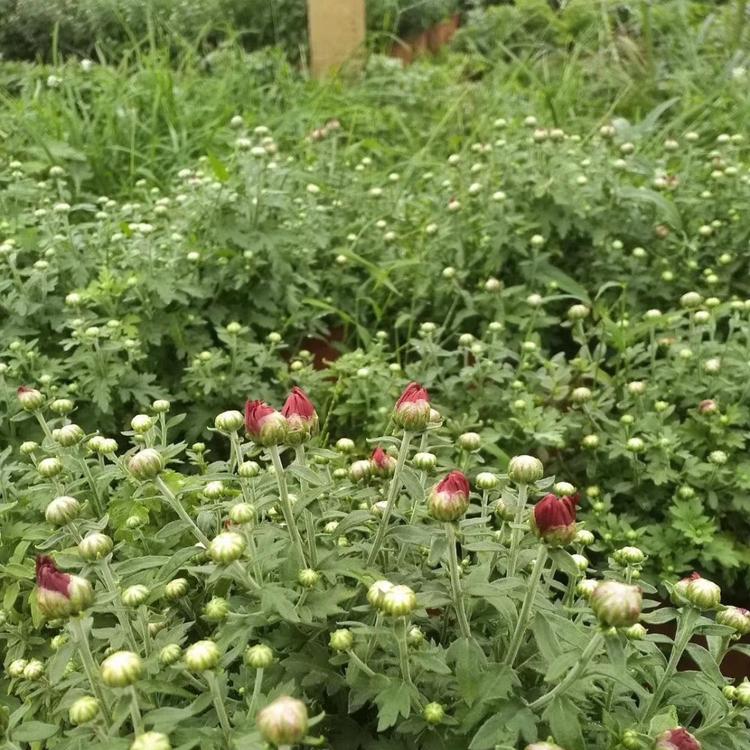 河北国庆菊价格   河北菊花直供  翠菊批发  黑心菊  金鸡菊价格