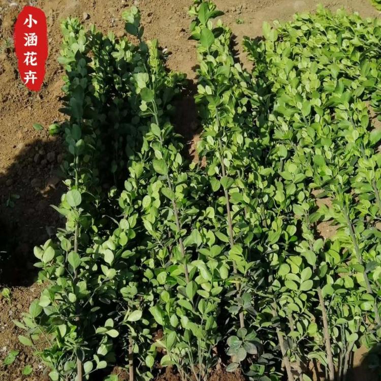 优质供应北海道黄杨  小涵花卉   绿篱专用   北海道黄杨基地直销