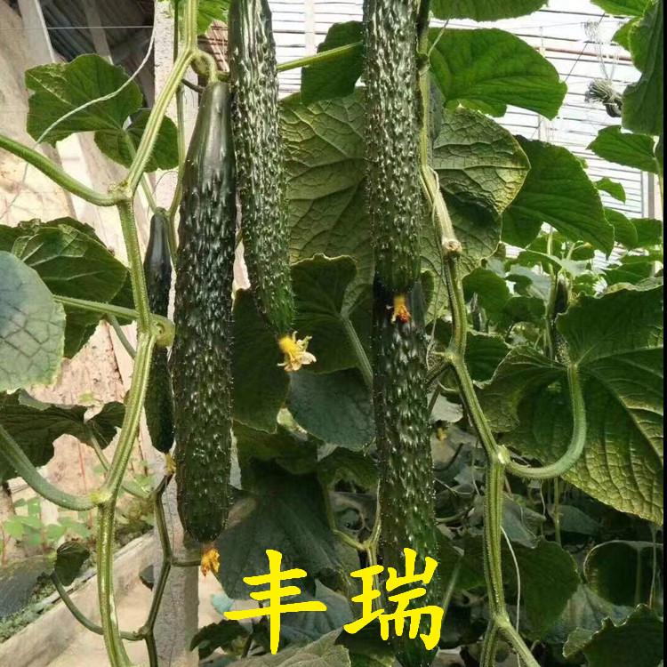 抗死棵丰瑞种苗商家供应  抗死棵丰瑞种苗