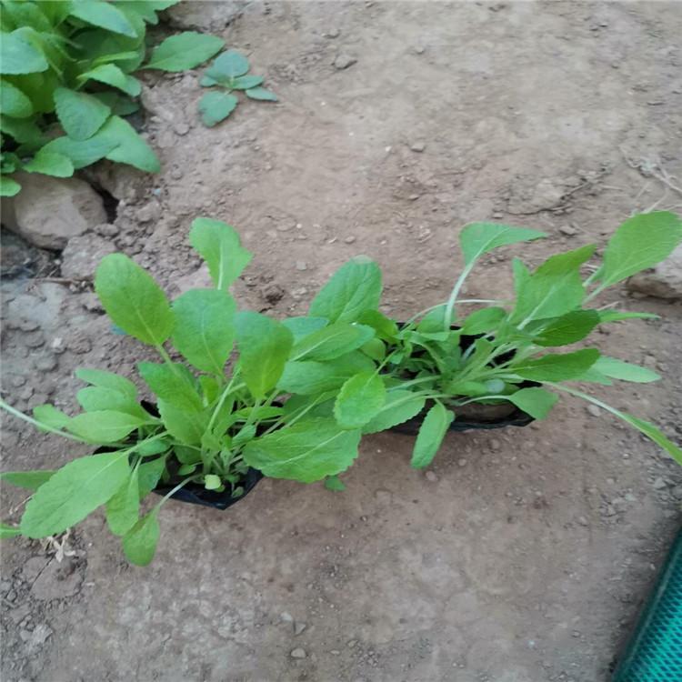 鼠尾草小苗基地 鼠尾草销售 草花鼠尾草销售报价