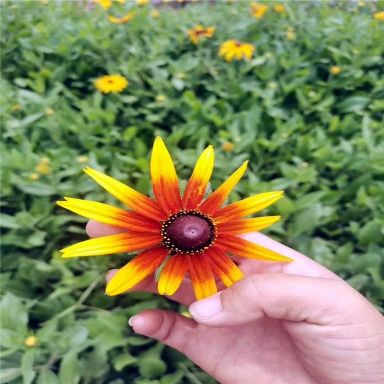 启景花卉黑心菊培育 黑心菊基地报价 青州黑心菊批发商