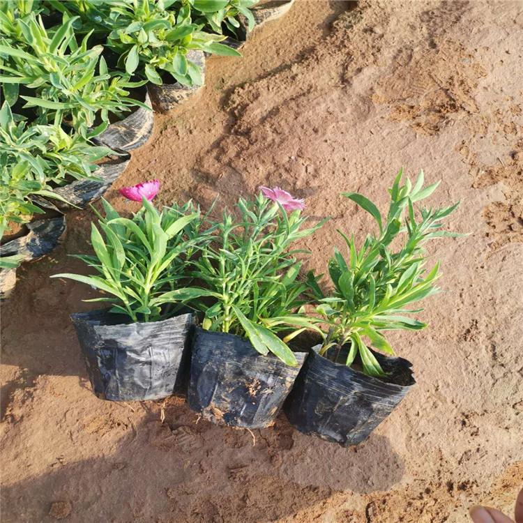 苗圃直供五彩石竹 保质保量 【启景花卉】五彩石竹出售